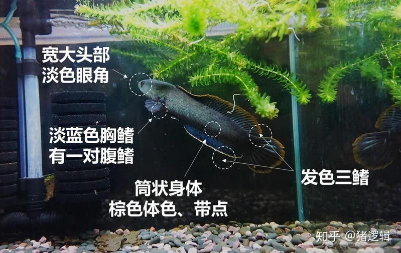 蠟彩雷龍和南鱧有何區(qū)別：如何區(qū)分蠟彩雷龍和南鱧