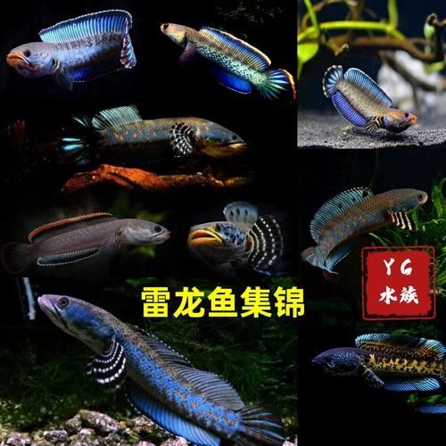 蠟彩雷龍和南鱧有何區(qū)別：如何區(qū)分蠟彩雷龍和南鱧