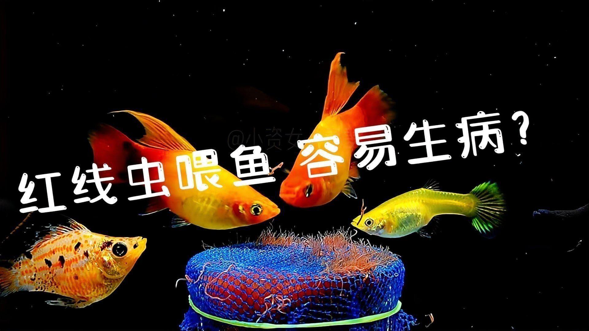如何消毒紅蟲和面包蟲：紅線蟲怎么消毒喂魚