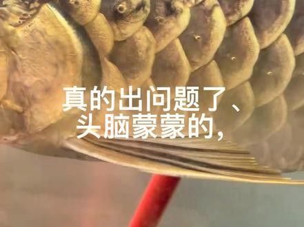 B過金龍魚有返垢風險嗎？：b過金龍魚是否存在返垢風險