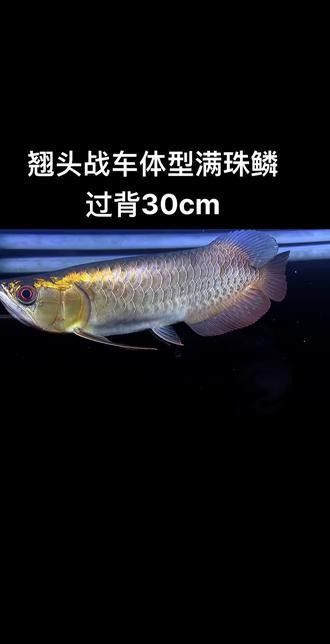 紅龍魚BTL系列公母哪個更值錢：紅龍魚btl系列公母價格差異