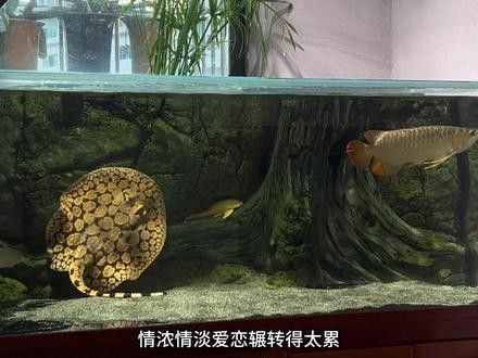 紅龍魚BTL系列公母哪個更值錢：紅龍魚btl系列公母價格差異