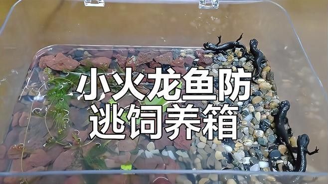 火龍蠑螈需要多大的飼養空間：東方蠑螈的基本信息 火龍蠑螈需要多大的飼養空間：東方蠑螈的基本信息 龍魚百科 第4張