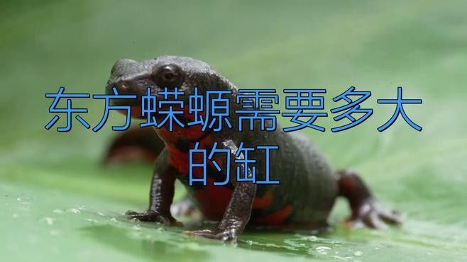 火龍蠑螈需要多大的飼養空間：東方蠑螈的基本信息 火龍蠑螈需要多大的飼養空間：東方蠑螈的基本信息 龍魚百科 第2張