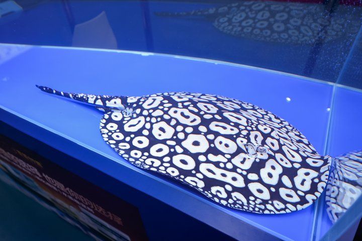 2025 長城杯世界龍虎魟魚錦標(biāo)賽（魟魚組）