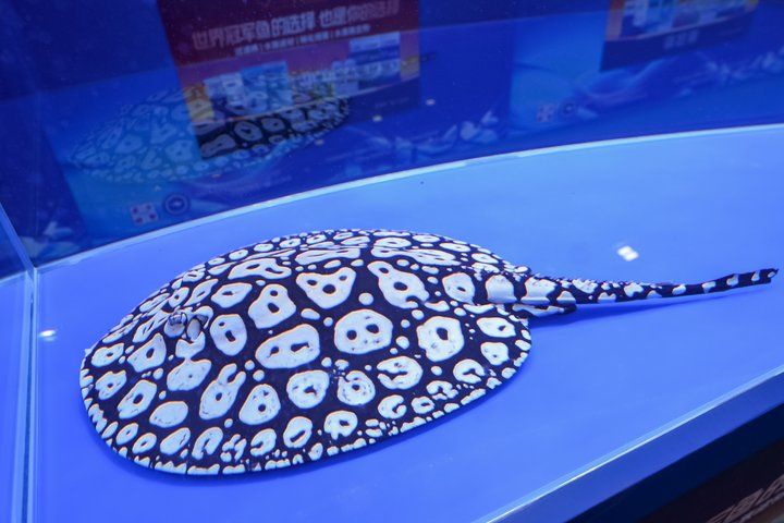 2025 長城杯世界龍虎魟魚錦標賽（魟魚組）