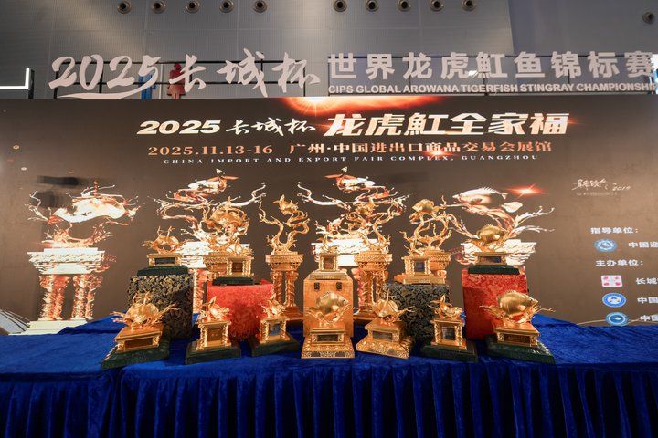 2025 長城杯世界龍虎魟魚錦標(biāo)賽（魟魚組）