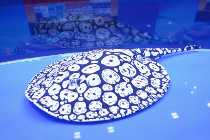 2025 長城杯世界龍虎魟魚錦標賽（魟魚組）
