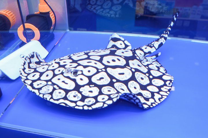 2025 長城杯世界龍虎魟魚錦標賽（魟魚組）
