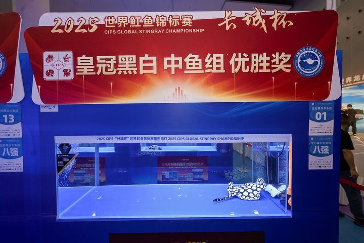 2025 長城杯世界龍虎魟魚錦標賽（魟魚組）