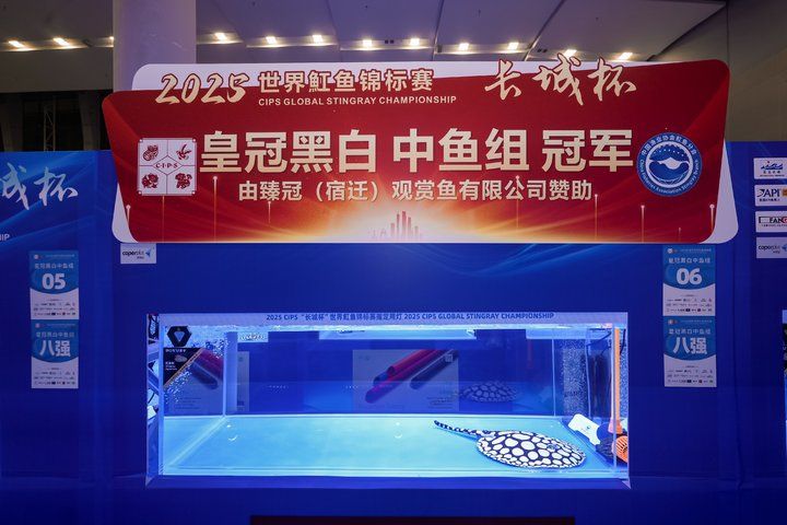 2025 長城杯世界龍虎魟魚錦標賽（魟魚組）