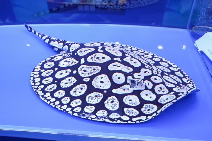 2025 長城杯世界龍虎魟魚錦標賽（魟魚組）