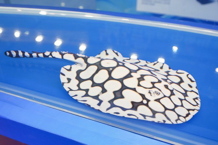 2025 長城杯世界龍虎魟魚錦標賽（魟魚組）