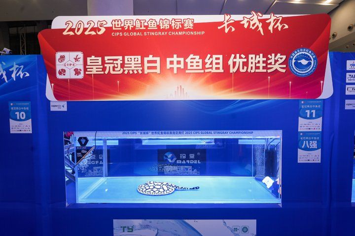 2025 長城杯世界龍虎魟魚錦標賽（魟魚組）