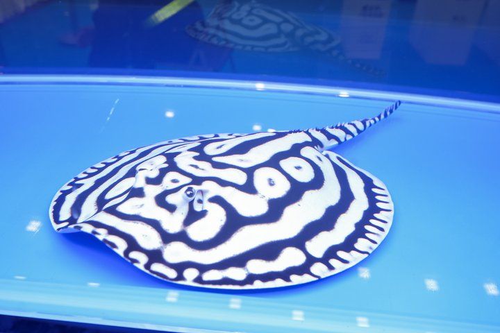 2025 長城杯世界龍虎魟魚錦標賽（魟魚組）