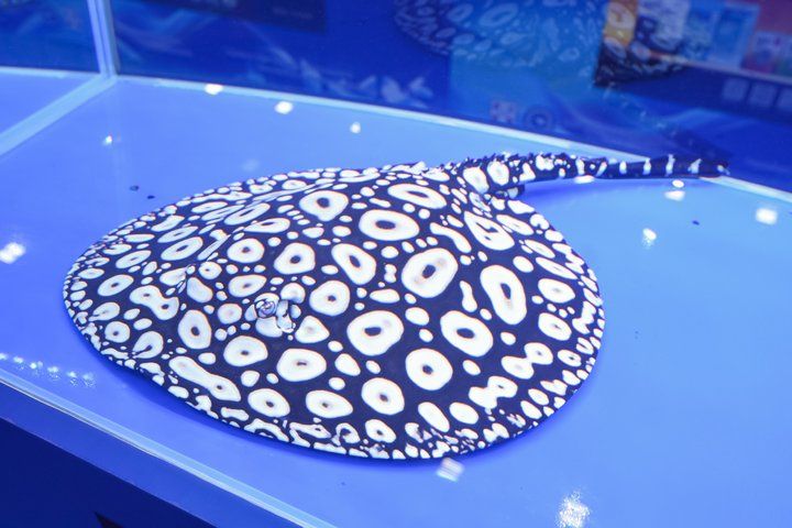 2025 長城杯世界龍虎魟魚錦標賽（魟魚組）