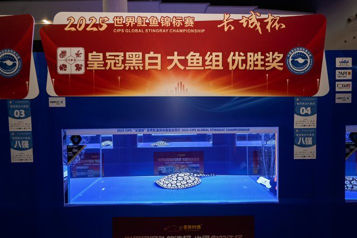 2025 長城杯世界龍虎魟魚錦標賽（魟魚組）