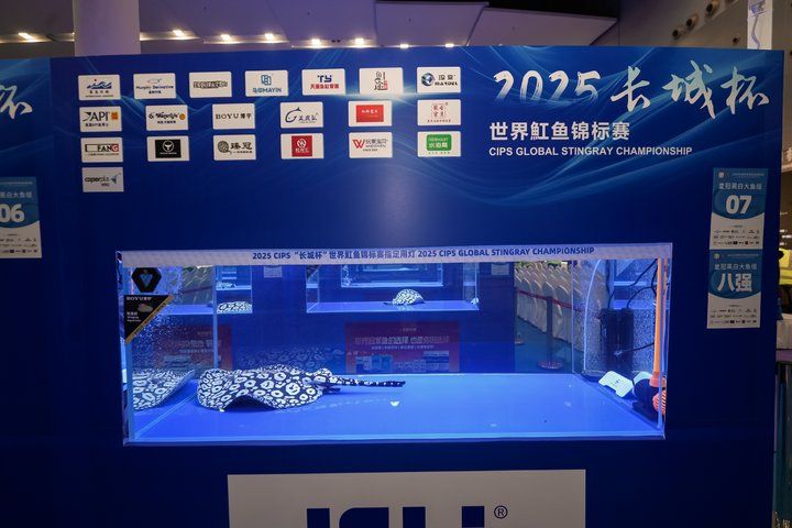 2025 長城杯世界龍虎魟魚錦標賽（魟魚組）
