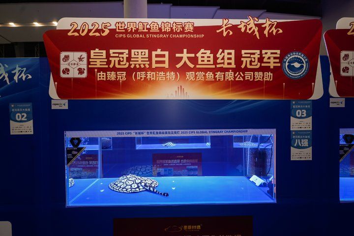 2025 長城杯世界龍虎魟魚錦標賽（魟魚組）