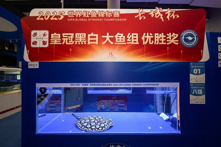 2025 長城杯世界龍虎魟魚錦標賽（魟魚組）