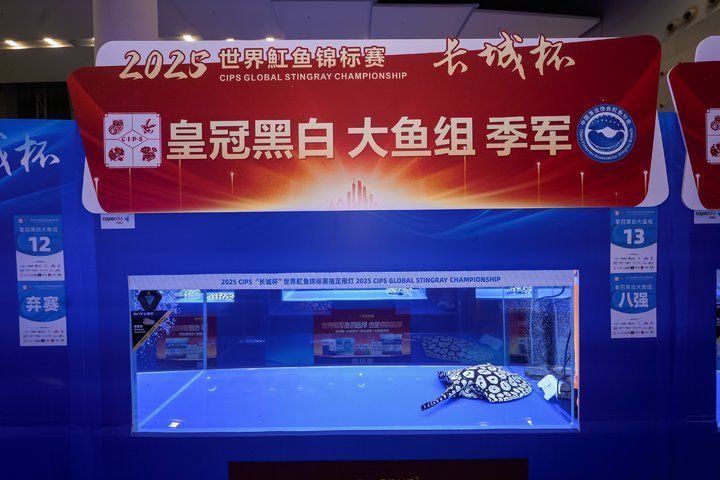 2025 長城杯世界龍虎魟魚錦標賽（魟魚組）