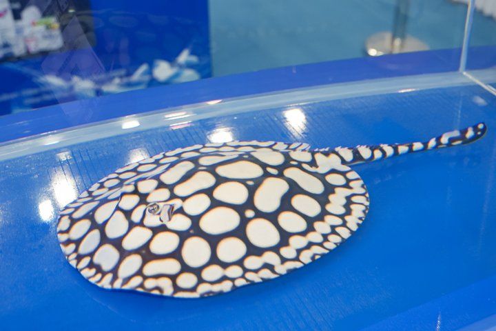 2025 長城杯世界龍虎魟魚錦標賽（魟魚組）