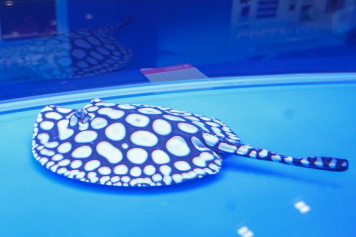 2025 長城杯世界龍虎魟魚錦標賽（魟魚組）