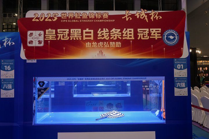 2025 長城杯世界龍虎魟魚錦標賽（魟魚組）