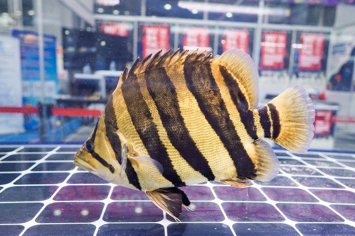 2025 長城杯世界龍虎魟魚錦標(biāo)賽（虎魚組）：2025長城杯世界龍虎魟魚錦標(biāo)賽虎魚組