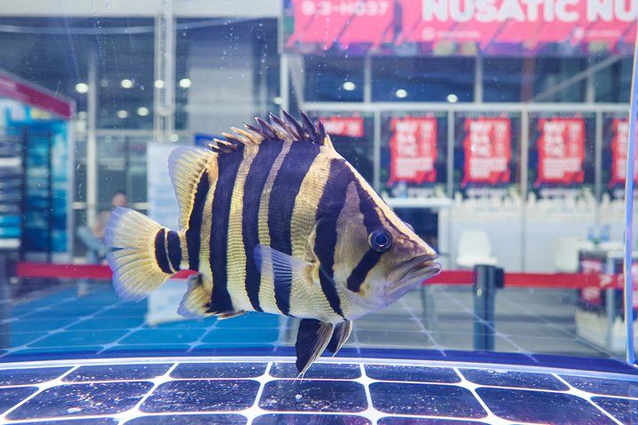 2025 長城杯世界龍虎魟魚錦標(biāo)賽（虎魚組）：2025長城杯世界龍虎魟魚錦標(biāo)賽虎魚組