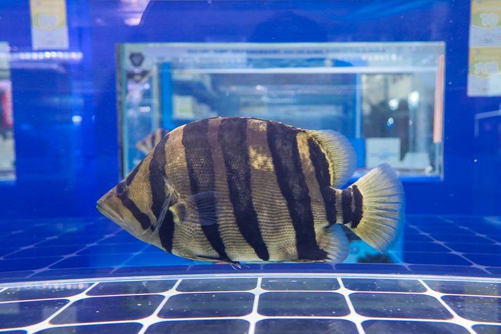 2025 長城杯世界龍虎魟魚錦標賽（虎魚組）：2025長城杯世界龍虎魟魚錦標賽虎魚組 2025 長城杯世界龍虎魟魚錦標賽（虎魚組）：2025長城杯世界龍虎魟魚錦標賽虎魚組 2025長城杯龍魚大賽 第7張