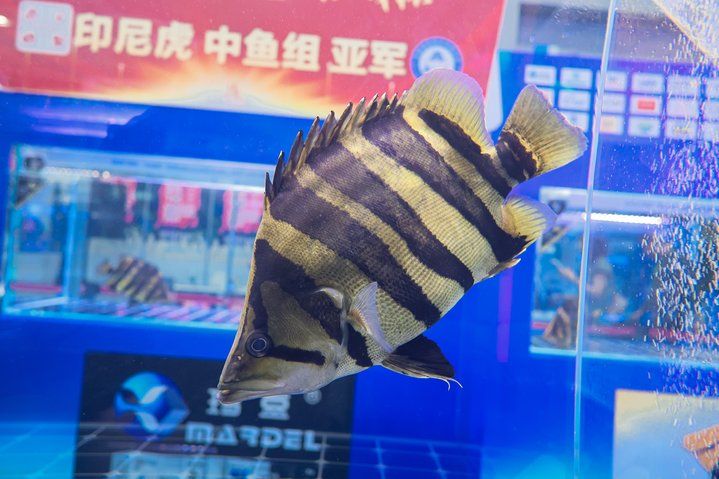 2025 長城杯世界龍虎魟魚錦標賽（虎魚組）：2025長城杯世界龍虎魟魚錦標賽虎魚組 2025 長城杯世界龍虎魟魚錦標賽（虎魚組）：2025長城杯世界龍虎魟魚錦標賽虎魚組 2025長城杯龍魚大賽 第9張