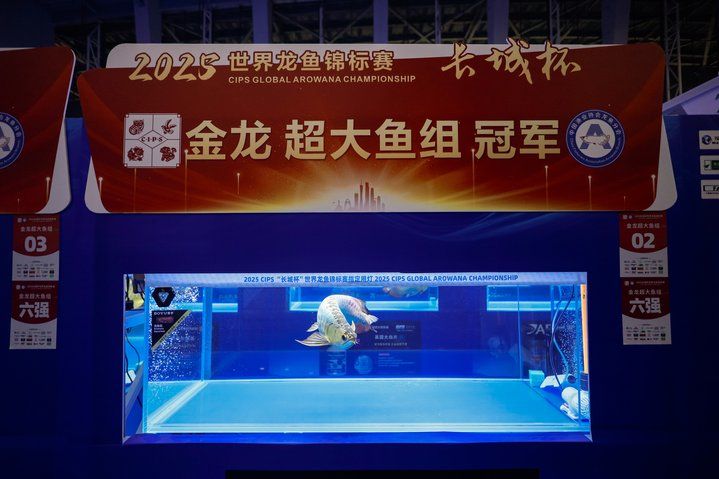 2025 長城杯世界龍虎魟魚錦標賽（虎魚組）：2025長城杯世界龍虎魟魚錦標賽虎魚組 2025 長城杯世界龍虎魟魚錦標賽（虎魚組）：2025長城杯世界龍虎魟魚錦標賽虎魚組 2025長城杯龍魚大賽 第19張