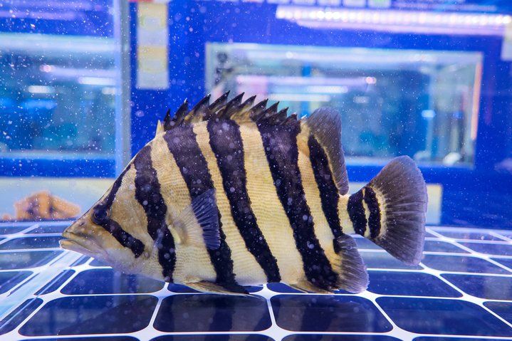 2025 長城杯世界龍虎魟魚錦標賽（虎魚組）：2025長城杯世界龍虎魟魚錦標賽虎魚組 2025 長城杯世界龍虎魟魚錦標賽（虎魚組）：2025長城杯世界龍虎魟魚錦標賽虎魚組 2025長城杯龍魚大賽 第8張