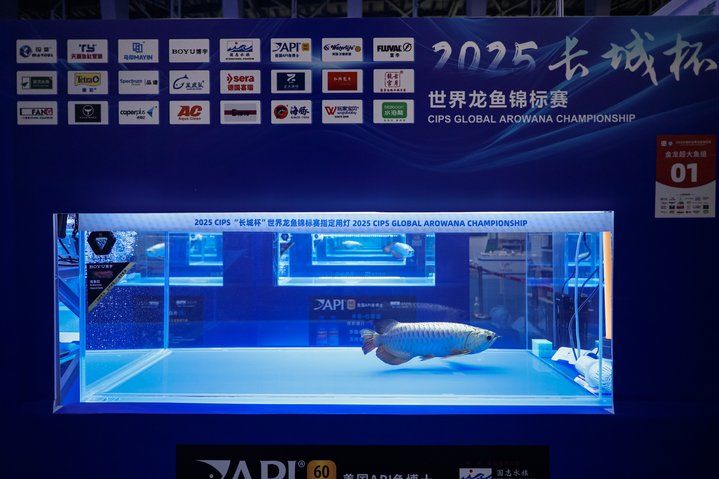 2025 長城杯世界龍虎魟魚錦標賽（虎魚組）：2025長城杯世界龍虎魟魚錦標賽虎魚組 2025 長城杯世界龍虎魟魚錦標賽（虎魚組）：2025長城杯世界龍虎魟魚錦標賽虎魚組 2025長城杯龍魚大賽 第18張
