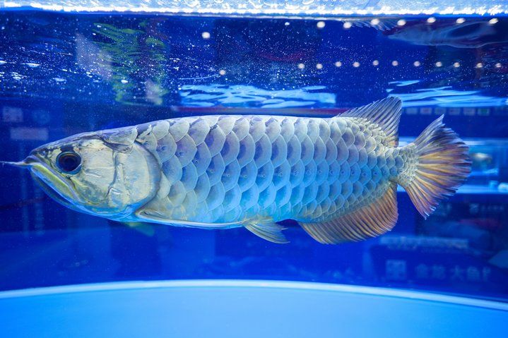 2025 長城杯世界龍虎魟魚錦標賽（虎魚組）：2025長城杯世界龍虎魟魚錦標賽虎魚組 2025 長城杯世界龍虎魟魚錦標賽（虎魚組）：2025長城杯世界龍虎魟魚錦標賽虎魚組 2025長城杯龍魚大賽 第28張