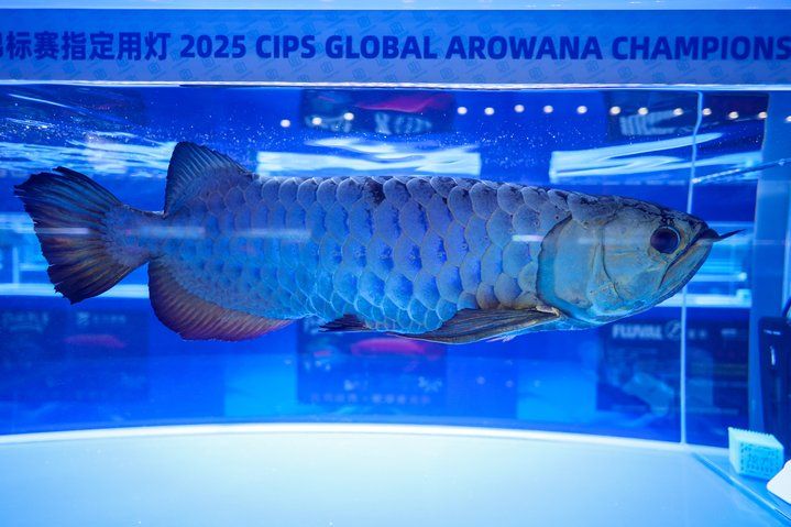 2025 長城杯世界龍虎魟魚錦標賽（虎魚組）：2025長城杯世界龍虎魟魚錦標賽虎魚組 2025 長城杯世界龍虎魟魚錦標賽（虎魚組）：2025長城杯世界龍虎魟魚錦標賽虎魚組 2025長城杯龍魚大賽 第24張