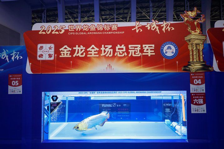 2025 長城杯世界龍虎魟魚錦標賽（虎魚組）：2025長城杯世界龍虎魟魚錦標賽虎魚組 2025 長城杯世界龍虎魟魚錦標賽（虎魚組）：2025長城杯世界龍虎魟魚錦標賽虎魚組 2025長城杯龍魚大賽 第22張
