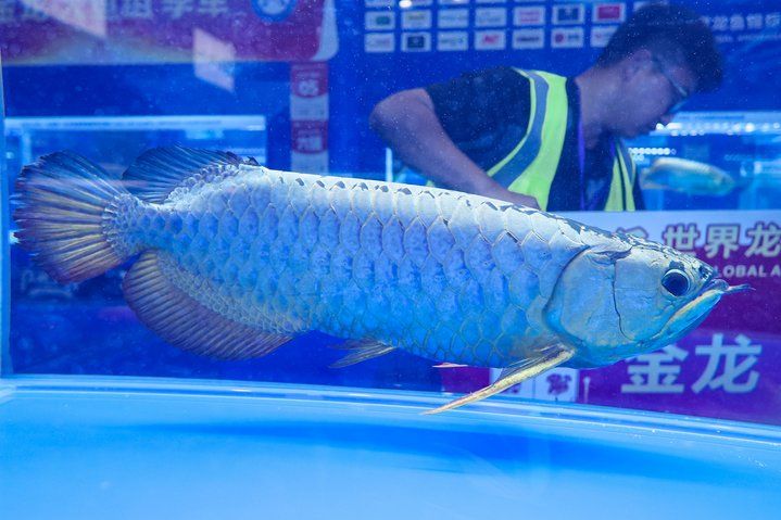2025 長城杯世界龍虎魟魚錦標賽（虎魚組）：2025長城杯世界龍虎魟魚錦標賽虎魚組 2025 長城杯世界龍虎魟魚錦標賽（虎魚組）：2025長城杯世界龍虎魟魚錦標賽虎魚組 2025長城杯龍魚大賽 第27張