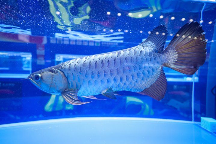 2025 長城杯世界龍虎魟魚錦標賽（虎魚組）：2025長城杯世界龍虎魟魚錦標賽虎魚組 2025 長城杯世界龍虎魟魚錦標賽（虎魚組）：2025長城杯世界龍虎魟魚錦標賽虎魚組 2025長城杯龍魚大賽 第26張