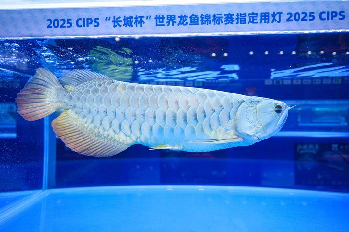 2025 長城杯世界龍虎魟魚錦標賽（虎魚組）：2025長城杯世界龍虎魟魚錦標賽虎魚組 2025 長城杯世界龍虎魟魚錦標賽（虎魚組）：2025長城杯世界龍虎魟魚錦標賽虎魚組 2025長城杯龍魚大賽 第25張