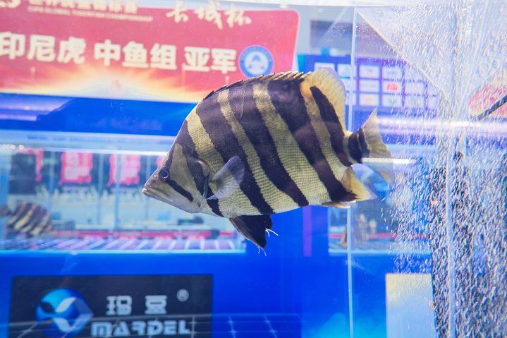 2025 長城杯世界龍虎魟魚錦標賽（虎魚組）：2025長城杯世界龍虎魟魚錦標賽虎魚組 2025 長城杯世界龍虎魟魚錦標賽（虎魚組）：2025長城杯世界龍虎魟魚錦標賽虎魚組 2025長城杯龍魚大賽 第39張