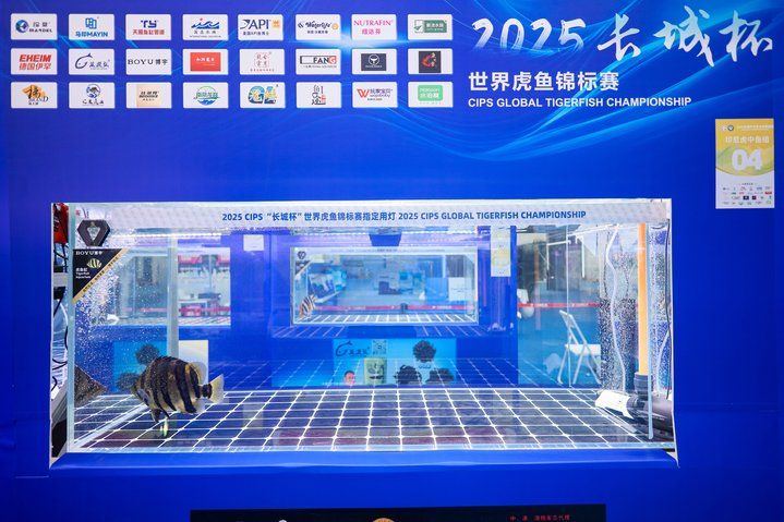2025 長城杯世界龍虎魟魚錦標賽（虎魚組）：2025長城杯世界龍虎魟魚錦標賽虎魚組 2025 長城杯世界龍虎魟魚錦標賽（虎魚組）：2025長城杯世界龍虎魟魚錦標賽虎魚組 2025長城杯龍魚大賽 第37張