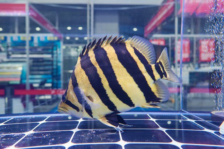 2025 長城杯世界龍虎魟魚錦標賽（虎魚組）：2025長城杯世界龍虎魟魚錦標賽虎魚組 2025 長城杯世界龍虎魟魚錦標賽（虎魚組）：2025長城杯世界龍虎魟魚錦標賽虎魚組 2025長城杯龍魚大賽 第30張