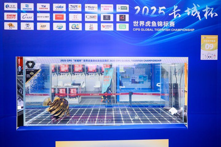 2025 長城杯世界龍虎魟魚錦標賽（虎魚組）：2025長城杯世界龍虎魟魚錦標賽虎魚組 2025 長城杯世界龍虎魟魚錦標賽（虎魚組）：2025長城杯世界龍虎魟魚錦標賽虎魚組 2025長城杯龍魚大賽 第35張
