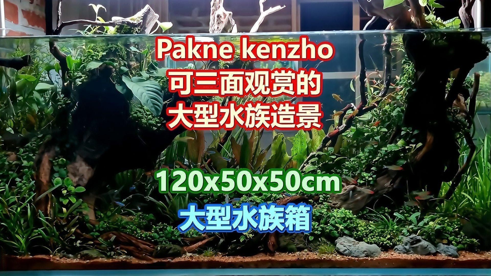 沉木造景需要多大的缸體？：沉木造景的缸體選擇 沉木造景需要多大的缸體？：沉木造景的缸體選擇 龍魚百科 第2張