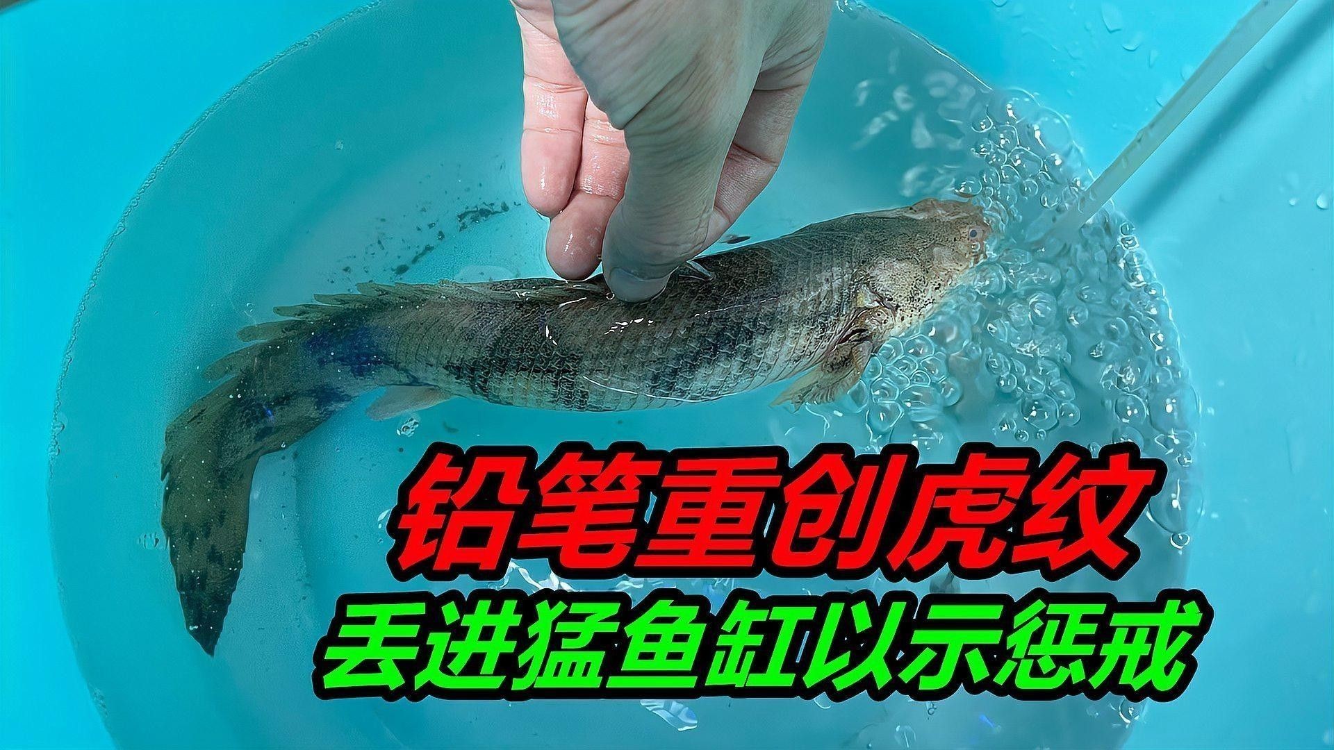 混養時應該如何選擇合適的魚缸大小：twincamfx魚缸尺寸解析