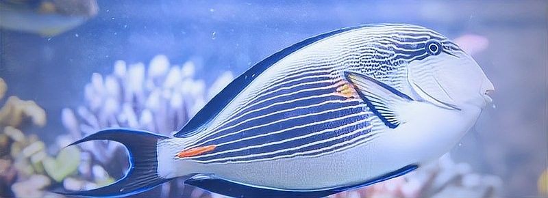 如何判斷火龍魚是否缺氧：共參考18篇資料,01:51魚會缺氧嗎小野久久 如何判斷火龍魚是否缺氧：共參考18篇資料,01:51魚會缺氧嗎小野久久 龍魚百科 第10張