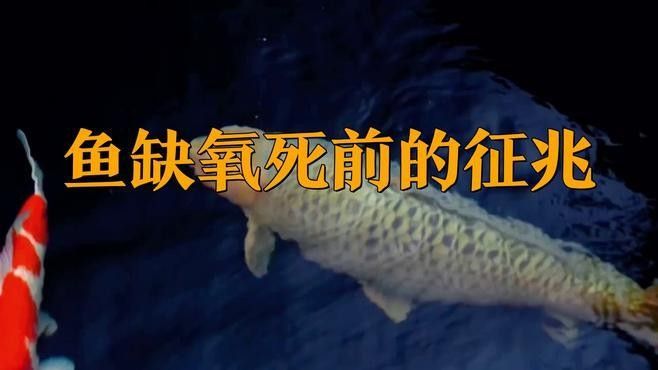 如何判斷火龍魚是否缺氧：共參考18篇資料,01:51魚會缺氧嗎小野久久 如何判斷火龍魚是否缺氧：共參考18篇資料,01:51魚會缺氧嗎小野久久 龍魚百科 第2張