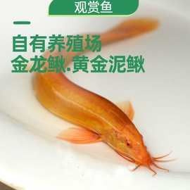 金龍魚幼魚價(jià)格是多少：金龍魚幼魚價(jià)格表